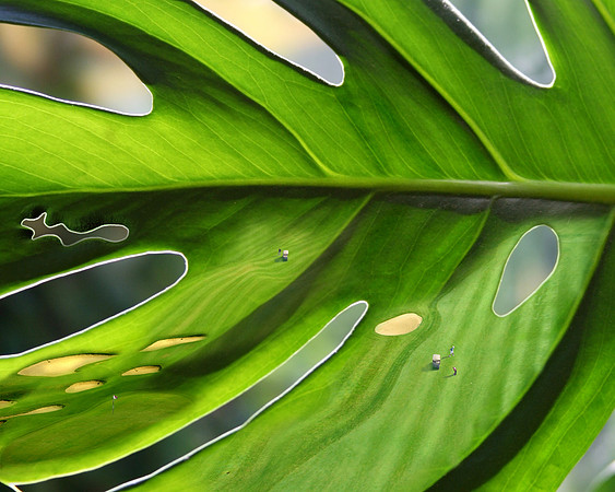 leaflinks